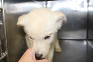 Warren | Shepherd | Dog