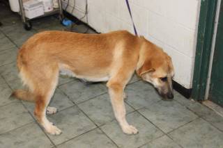 Prince | Shepherd | Dog  