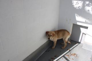 Tildon | Shepherd | Dog  