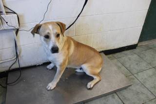 Koko | Shepherd | Dog  