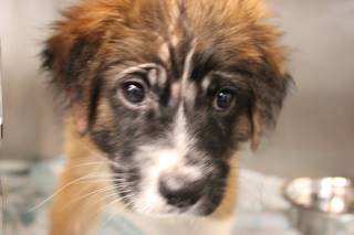 Beth | Shepherd | Dog  