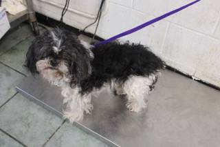 Blair | Shih Tzu | Dog  