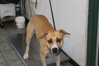 Pitty | Pit Bull | Dog  