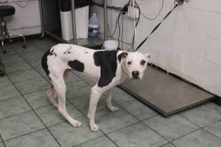 Cherokee | Pit Bull | Dog  