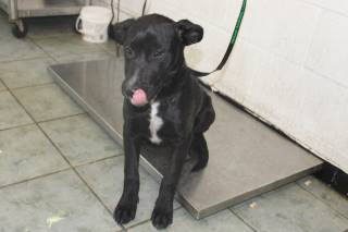 Millie | Labrador Retriever | Dog