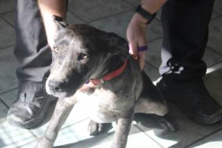 BRUISER, a Labrador Retriever