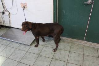 Hershey | Labrador Retriever | Dog