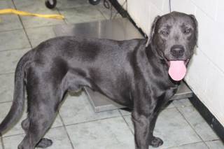 Murph | Labrador Retriever | Dog