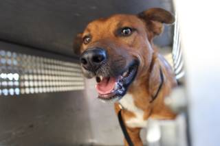 Willie | Shepherd | Dog