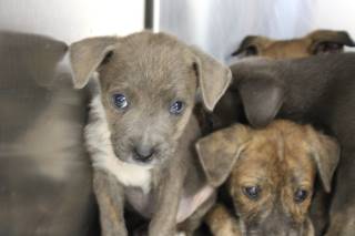 Falcon | Shepherd | Dog  