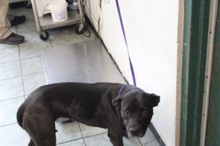 Kayla | Pit Bull | Dog  