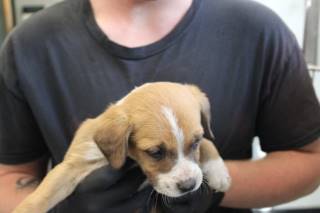 Hank | Pit Bull | Dog  