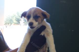 Skip | Pit Bull | Dog