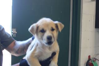 Vance | Pit Bull | Dog