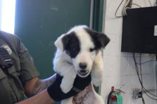 Nessa | Pit Bull | Dog