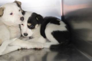 Fizzie | Pit Bull | Dog