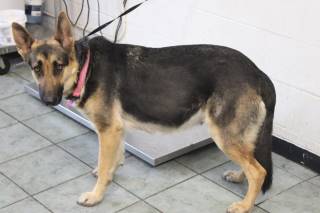 Chica | German Shepherd | Dog  