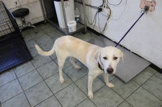 Lily | Labrador Retriever | Dog  