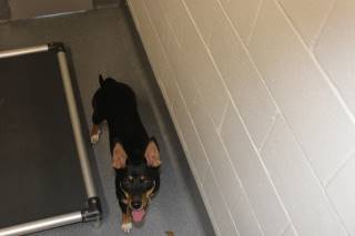 Pippit | Terrier | Dog  