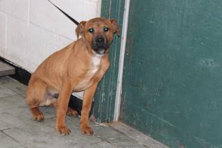 Cumin | Labrador Retriever | Dog