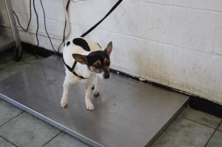 Scrappy | Terrier | Dog