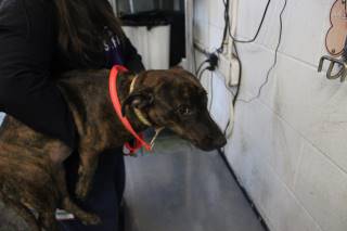 Pixie | Dachshund | Dog