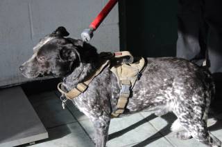 Animal Shelter :: BLUE- RTO (Case # 112762)