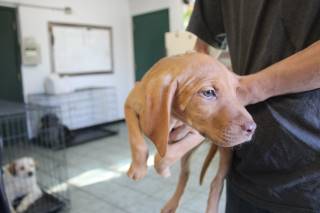 Aura | Bloodhound | Dog  