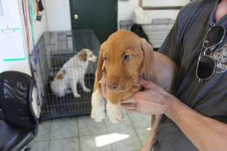 Socks | Bloodhound | Dog  