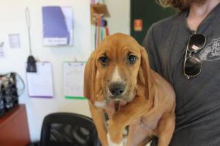 Rafiki | Bloodhound | Dog  