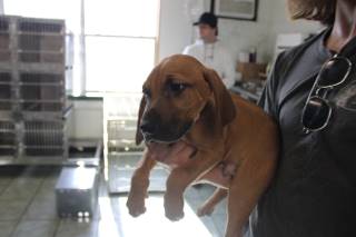 Mj | Bloodhound | Dog  