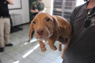 Zeus | Bloodhound | Dog