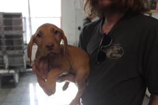 Lilly | Bloodhound | Dog  