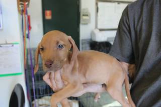 Cookie | Bloodhound | Dog