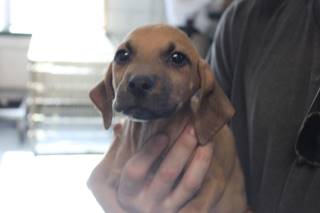 Rudy | Bloodhound | Dog  