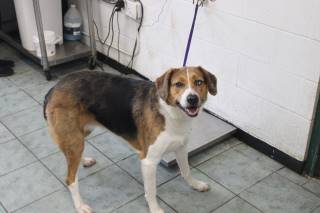 Taylor | Collie | Dog