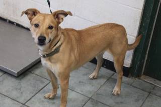 Lilly | Shepherd | Dog