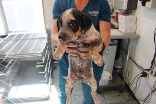 Wild Bill | Pit Bull | Dog