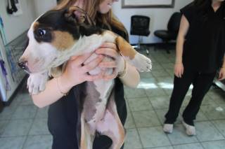 Calamity Jane | Pit Bull | Dog