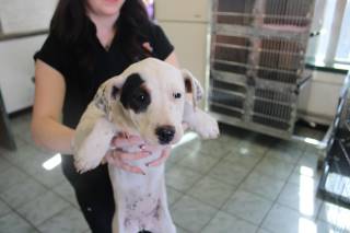 Clementine | Pit Bull | Dog