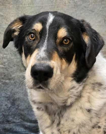 Bandit | Anatolian Shepherd | Dog
