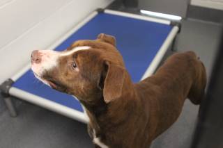 Rugby | Pit Bull | Dog