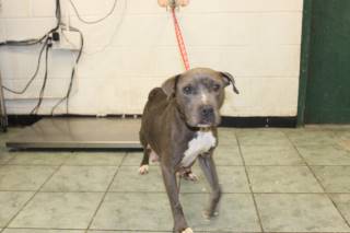 Barbarossa | Pit Bull | Dog