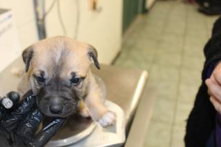 Malbec | Pit Bull | Dog