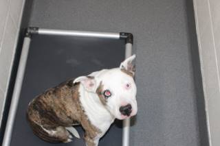 Maisey | Pit Bull | Dog