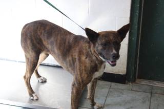 Tinker Bell | Shepherd | Dog