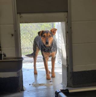 Indie | Australian Cattle Dog | Dog