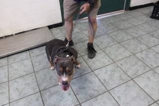 PIPER, a Pit Bull