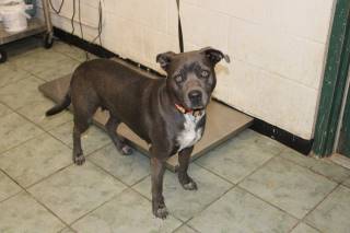 Mokie | Pit Bull | Dog