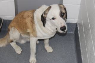 Mercer | Anatolian Shepherd | Dog